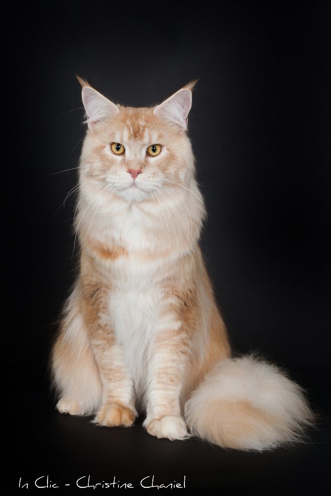 Night Rainbow's Sorata photo Maine Coon